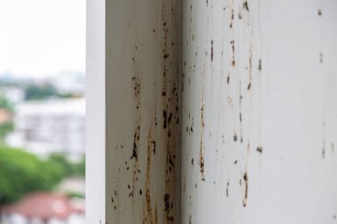 Kuşlar veya güvercinler, mülkiyeti sahibi uzun süre odada kalmayın zaman dışkı bir sürü bırakarak duvar kirli olun. Patojenlere sahiptir ve bazı kişiler rock güvercinlerden kriptokozis alabilir