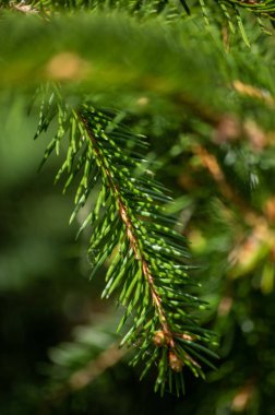 Yeşil çam ağacı yaprak