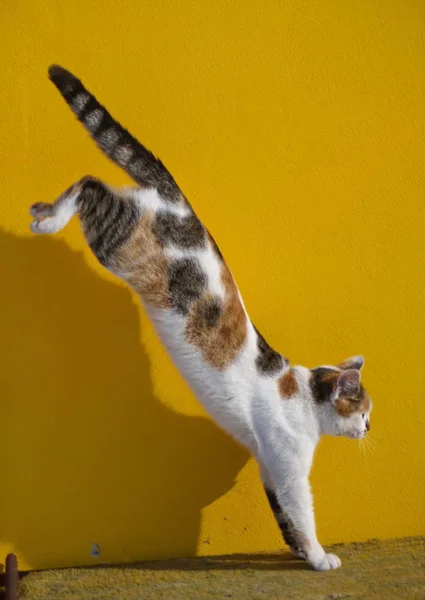 Wit Gevlekte Kat Springen Uit Medio Lucht Tegen Gele Muur — Stockfoto