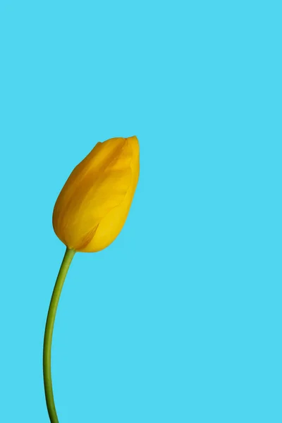 Single yellow isolated tulip against aqua background