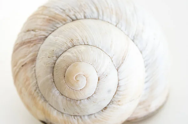 Invólucro Único Caracol Casa Fechar Isolar Contra Pano Fundo Branco — Fotografia de Stock