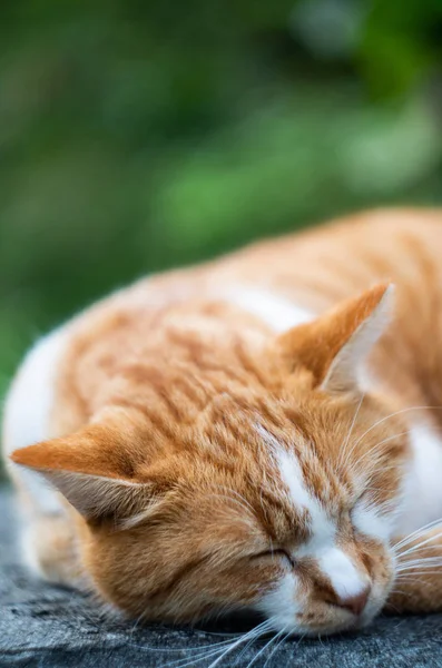 Ginger Cat Durmiendo Una Roca Aire Libre Verano Aislado —  Fotos de Stock