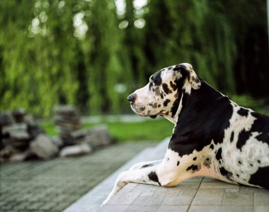 Kaldırımda oturan harlequin Danua köpek