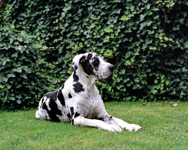 Harlequin Great Dane Dog Sitting Grass — Stock Photo, Image
