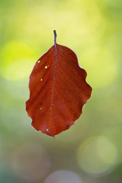 Brown Colored Leaf Hanging Spider Web Autumn Isolated Close — Stock Photo, Image