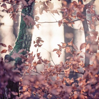 orman sonbahar yaprakları