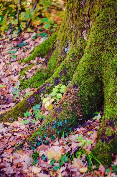 Grün Bemooster Baumstamm Verklumpt Herbstlaub — Stockfoto