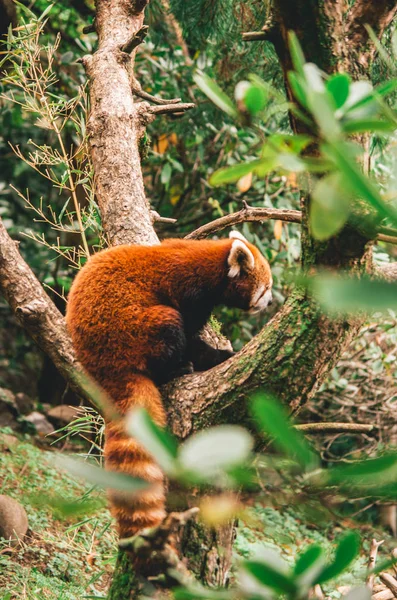Panda Rojo Cautivo Zoológico Sentado Árbol — Foto de Stock