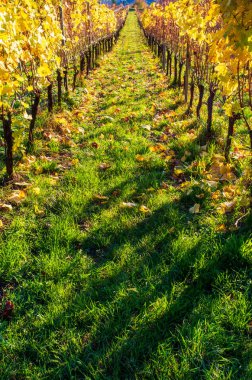 Üzüm bağları satır hasat yeşil sonra sonbaharda parlayan günbatımı çimen