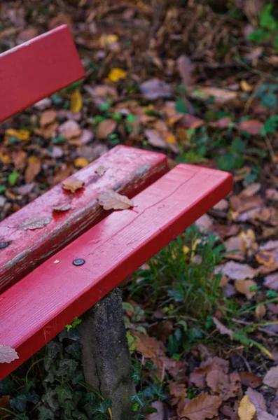 Piros Pad Erdőben Parkban Színes Lehullott Levelek Őszi — Stock Fotó