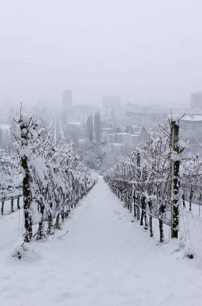 Snowy frozen vineyard row white in January