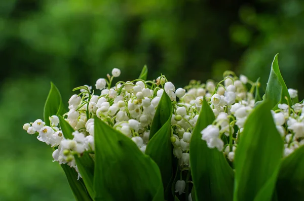 Lily of the Valley bos close up geïsoleerd tegen groene blauw — Stockfoto