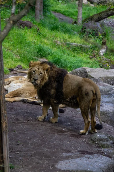 Adult Lions in zoological garden in Zurich