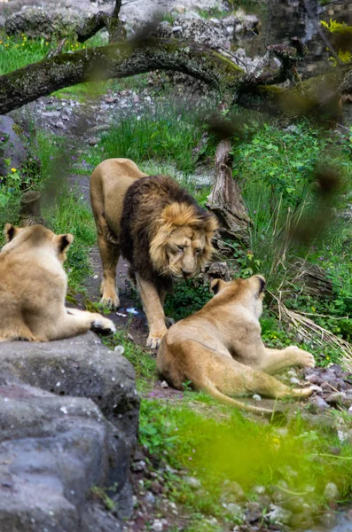 Adult Lions in zoological garden in Zurich