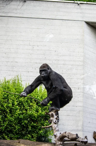 Grande gorila fêmea em um zoológico de Zurique — Fotografia de Stock