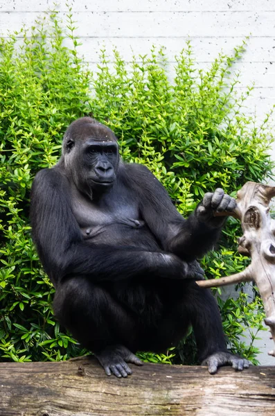Grosse gorille femelle dans un zoo Zurich — Photo