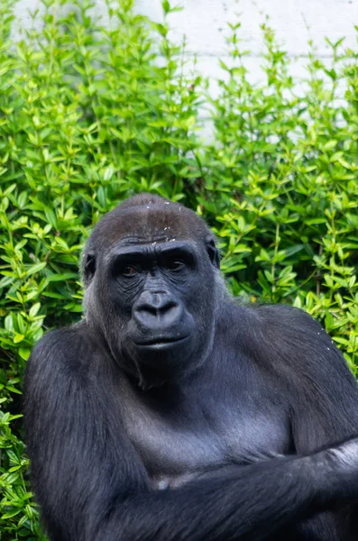 Gran gorila hembra en un zoológico de Zurich — Foto de Stock