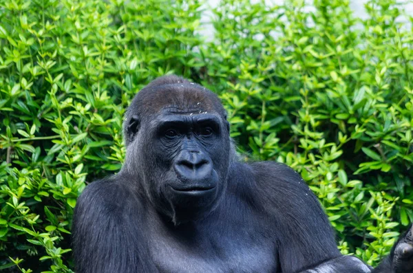 Grosse gorille femelle dans un zoo Zurich — Photo