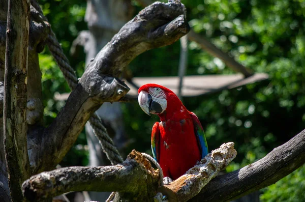 Big parrot Red Macaw sitting on the branch in a Zoo. Ara chloroptera on green background.