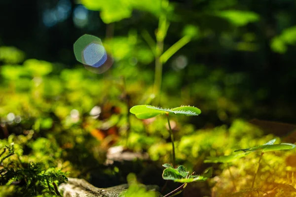 Зелений ліс конюшини листя низький кут широкий макрос проти Су — стокове фото