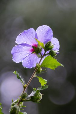 Mor çiçekli tek bir amber dalı izole edilmiş.