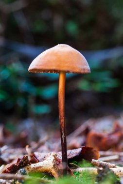 Kahverengi orman mantarı dikey olarak makro çekim alanını kapat