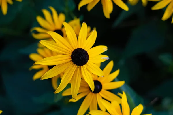 Black Eyed Susan flowers close up shot isolated against blurry g