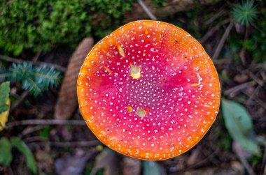 Düz kırmızı şapkalı dev Amanita Muscaria mantarı.