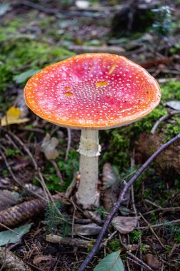 Düz kırmızı şapkalı dev Amanita Muscaria mantarı.
