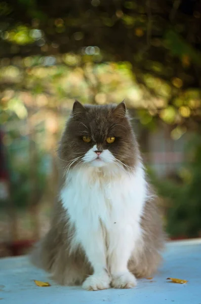시베리아 자동차 초상화에 버릇없는 고양이를 키우다 2020 — 스톡 사진