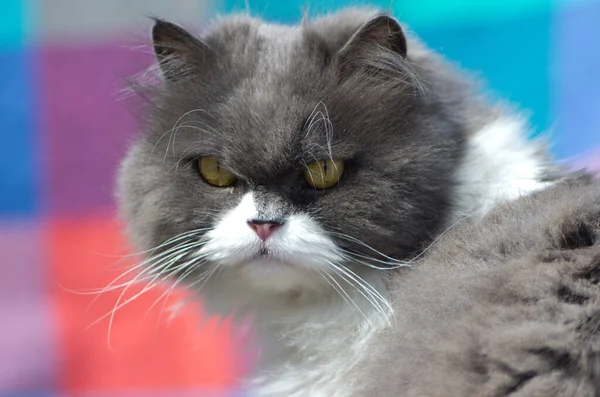 Birman Siberian Crossbred Gruñón Gato Close Head Shot Superficial Profundidad —  Fotos de Stock