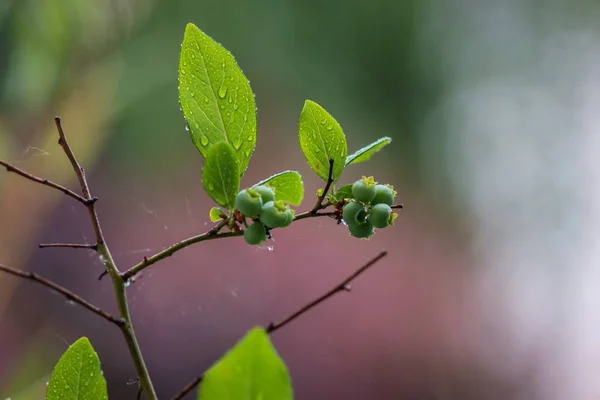 Весняні Зелені Бутони Гілці Зеленим Листям Під Дощем Мала Глибина — стокове фото