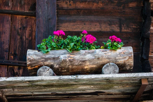Torno Madeira Velho Transformado Vaso Flores Decorativo Com Begônias Vermelhas — Fotografia de Stock