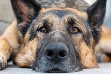 Üzgün surat, genç, yetişkin Alman çoban köpeği yakından kameraya bakıyor..