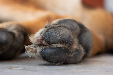 Makro, genç bir Alman çoban köpeği pençesi ve çivisinin yakın plan çekimi..