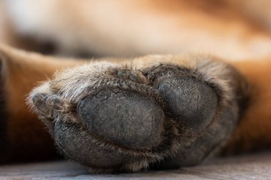 Makro, genç bir Alman çoban köpeği pençesi ve çivisinin yakın plan çekimi..