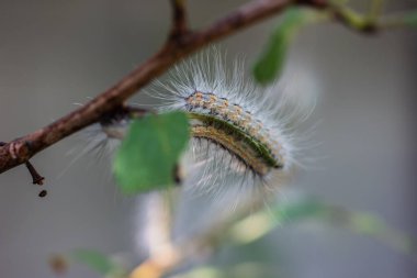 Erik ağacında şiddetli tırtıl istilası. Yakın çekim..