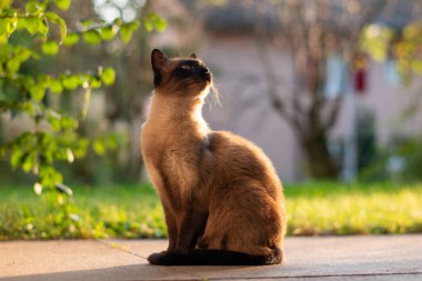 Kahverengi ve siyah benekli kedi avluda oturuyor. Gün batımında....