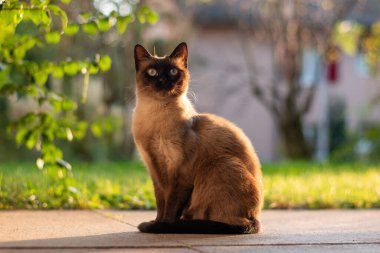 Kahverengi ve siyah benekli kedi avluda oturuyor. Gün batımında....
