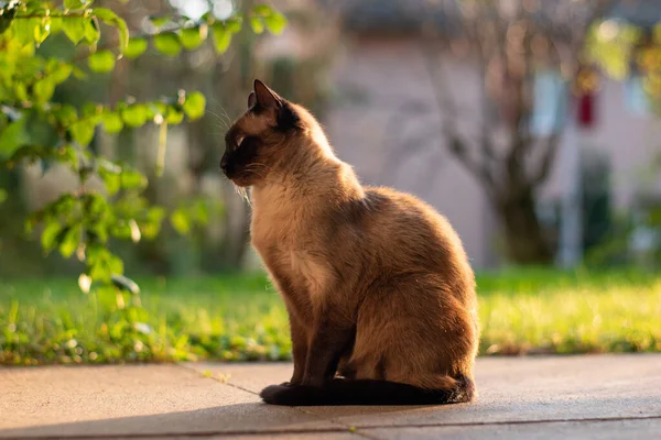 Kahverengi Siyah Benekli Kedi Avluda Oturuyor Gün Batımında — Stok fotoğraf