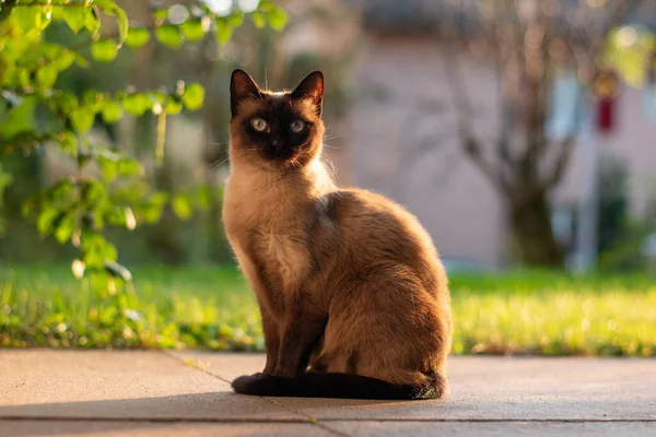 Marrone Nero Macchiato Gatto Seduto Nel Cortile Tardo Tramonto Luce — Foto Stock