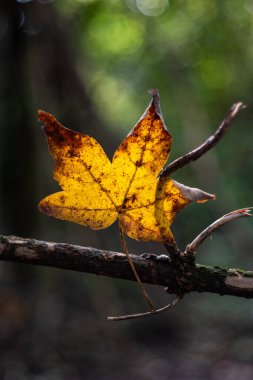 Kurumuş sonbahar akçaağaç yaprağı, ormana güneş ışınları koyarak arkadan aydınlatılır..