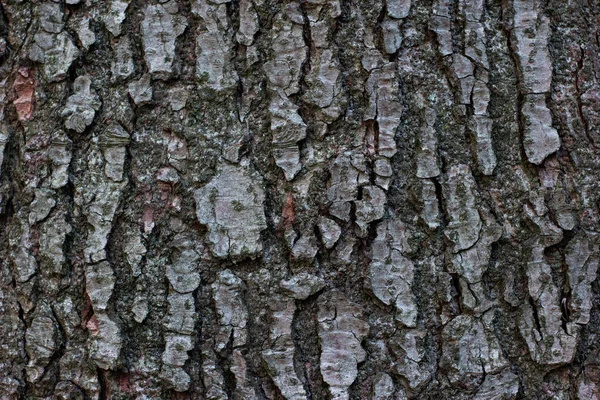 Floresta Árvore Casca Textura Áspera Close Tiro — Fotografia de Stock