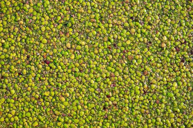 Bir kanal suyunun tüm yüzeyini kaplayan ördek otları ya da su mercimekleri. Üstten aşağı, yakın çekim, insan yok.