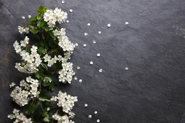 Nyár Elején Fehér Virág Virágok Pala Másol Hely — Stock Fotó