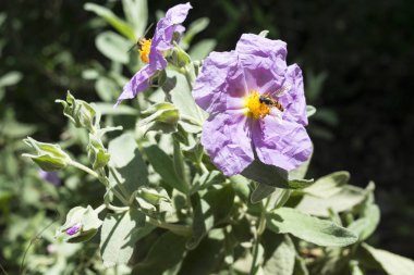 Böcekler üzerinde pembe çiçek polen toplama.
