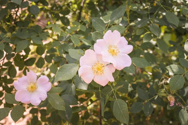 Mały Kwiat Różowy Wśród Zielonych Liści — Zdjęcie stockowe