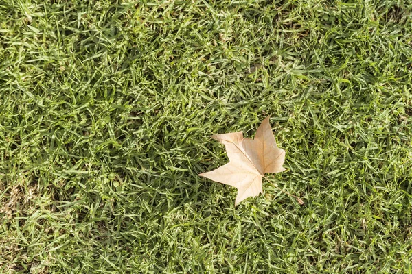 秋のコンセプトです 草紅葉葉 — ストック写真
