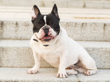 Kentsel sahne. Bir merdiven sokakta oturan köpek.