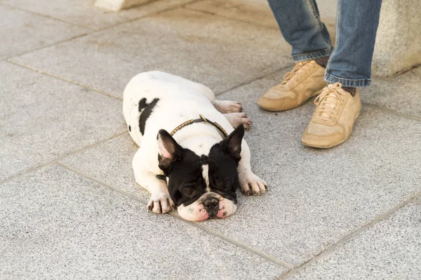 Scène Urbaine Chien Couché Sur Sol Côté Des Pieds Homme — Photo